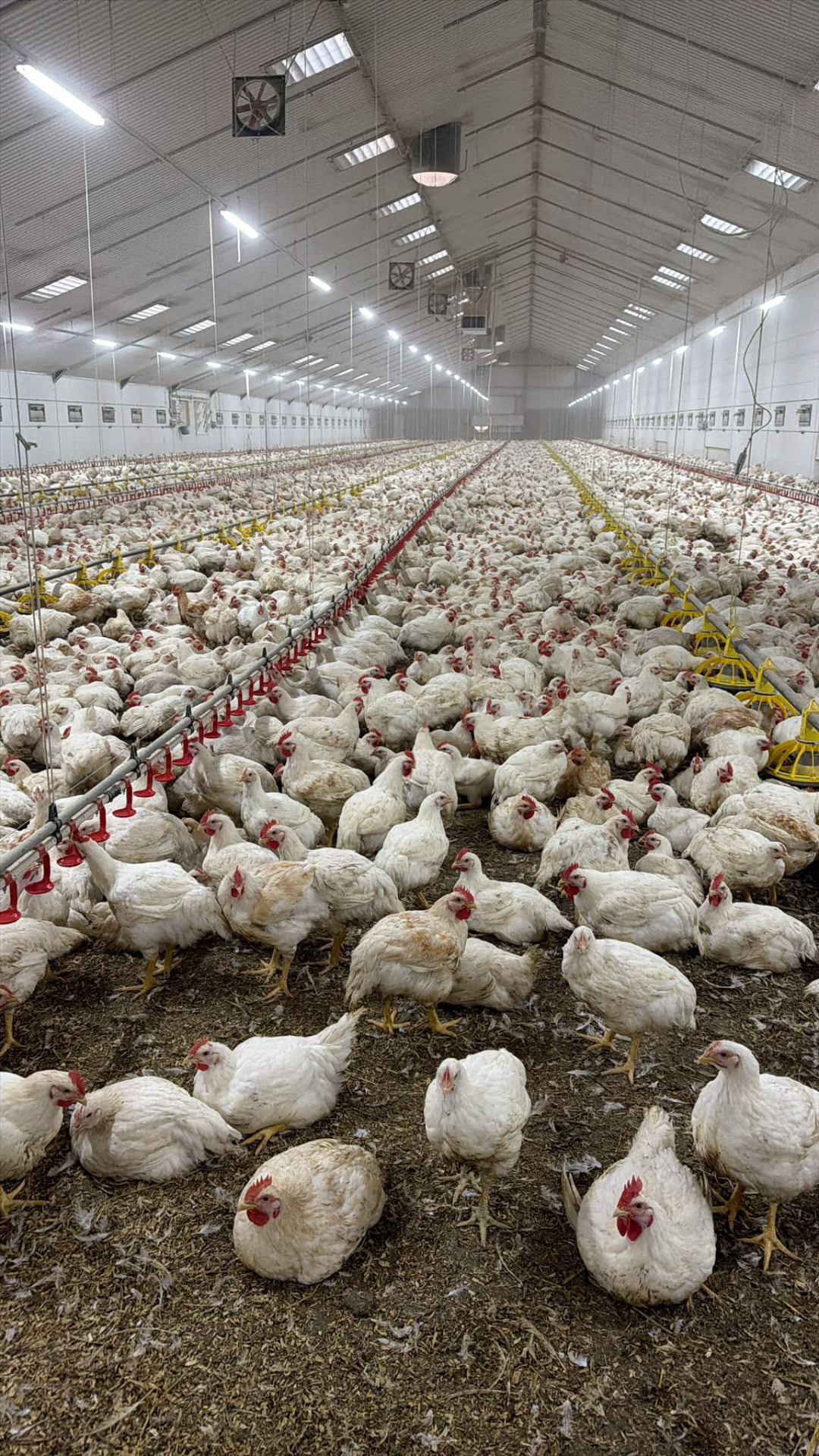 Finished poultry house in service, birds housed on the completed mineral floor